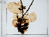  ( - AMS00220)  @11 [ ] by-nc (2022) Unspecified Canadian Museum of Nature