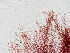  ( - AMS00222)  @11 [ ] by-nc (2022) Unspecified Canadian Museum of Nature