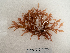  ( - AMS00276)  @11 [ ] by-nc (2022) Unspecified Canadian Museum of Nature