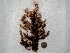  ( - AMS00366)  @11 [ ] CreativeCommons  Attribution Non-Commercial (2023) Unspecified Canadian Museum of Nature