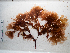  (Odonthalia dentata - AMS01040)  @11 [ ] by-nc (2022) Unspecified Canadian Museum of Nature