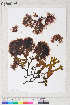  ( - Dally-Belanger58.2)  @11 [ ] by-nc (2022) Unspecified Canadian Museum of Nature