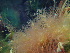  ( - JLC00043)  @11 [ ] CreativeCommons  Attribution Non-Commercial (by-nc) (2024) Unspecified Maine Natural History Observatory