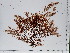  (Vertebrata fucoides - JLC00070)  @11 [ ] by-nc (2022) Unspecified Canadian Museum of Nature