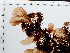  ( - JLC00097)  @11 [ ] by-nc (2022) Unspecified Canadian Museum of Nature