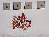  (Odonthalia dentata - LD00049)  @11 [ ] by-nc (2022) Unspecified Canadian Museum of Nature