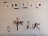  (Corallina officinalis sp. MAR2 - LD00394)  @11 [ ] by-nc (2022) Unspecified Canadian Museum of Nature