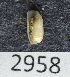  (Cylichna attonsa - MIB2958)  @11 [ ] © Copyright Government of Canada (2017) Unspecified DFO