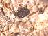  ( - CAP-FUN-007)  @11 [ ] CreativeCommons - Attribution Non-Commercial (2019) Unspecified Norwegian Institute for Nature Research