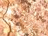  ( - CAP-FUN-021)  @11 [ ] CreativeCommons - Attribution Non-Commercial (2019) Unspecified Norwegian Institute for Nature Research