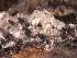  ( - CAP-FUN-039)  @11 [ ] CreativeCommons - Attribution Non-Commercial (2019) Unspecified Norwegian Institute for Nature Research