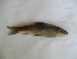  ( - ASDC-G5)  @12 [ ] No Rights Reserved  Unspecified Unspecified