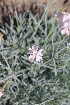  ( - UNKAR3671)  @11 [ ] CreativeCommons - Attribution Non-Commercial Share-Alike (2015) Thomas Horn Karlsruhe Institute of Technology, Botanical Garden