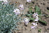  ( - UNKAR3671)  @11 [ ] CreativeCommons - Attribution Non-Commercial Share-Alike (2015) Thomas Horn Karlsruhe Institute of Technology, Botanical Garden