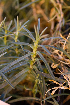  ( - UNKAR3620)  @11 [ ] CreativeCommons - Attribution Non-Commercial Share-Alike (2015) Thomas Horn Karlsruhe Institute of Technology, Botanical Garden