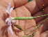  ( - UNKAR3671)  @11 [ ] CreativeCommons - Attribution Non-Commercial Share-Alike (2015) Thomas Horn Karlsruhe Institute of Technology, Botanical Garden