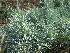  ( - UNKAR3671)  @11 [ ] CreativeCommons - Attribution Non-Commercial Share-Alike (2015) Thomas Horn Karlsruhe Institute of Technology, Botanical Garden