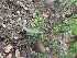  ( - UNKAR6669)  @11 [ ] CreativeCommons - Attribution Non-Commercial Share-Alike (2015) Thomas Horn Karlsruhe Institute of Technology, Botanical Garden