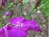  ( - UNKAR6669)  @11 [ ] CreativeCommons - Attribution Non-Commercial Share-Alike (2015) Thomas Horn Karlsruhe Institute of Technology, Botanical Garden