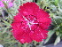  ( - UNKAR6669)  @11 [ ] CreativeCommons - Attribution Non-Commercial Share-Alike (2015) Thomas Horn Karlsruhe Institute of Technology, Botanical Garden