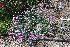  ( - UNKAR3620)  @11 [ ] CreativeCommons - Attribution Non-Commercial Share-Alike (2015) Thomas Horn Karlsruhe Institute of Technology, Botanical Garden