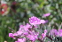  ( - UNKAR3620)  @11 [ ] CreativeCommons - Attribution Non-Commercial Share-Alike (2015) Thomas Horn Karlsruhe Institute of Technology, Botanical Garden