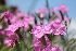  ( - UNKAR3620)  @11 [ ] CreativeCommons - Attribution Non-Commercial Share-Alike (2015) Thomas Horn Karlsruhe Institute of Technology, Botanical Garden