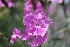  ( - UNKAR3620)  @11 [ ] CreativeCommons - Attribution Non-Commercial Share-Alike (2015) Thomas Horn Karlsruhe Institute of Technology, Botanical Garden