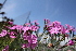  ( - UNKAR3620)  @11 [ ] CreativeCommons - Attribution Non-Commercial Share-Alike (2015) Thomas Horn Karlsruhe Institute of Technology, Botanical Garden
