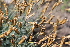  ( - UNKAR3620)  @11 [ ] CreativeCommons - Attribution Non-Commercial Share-Alike (2015) Thomas Horn Karlsruhe Institute of Technology, Botanical Garden
