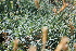  ( - UNKAR3620)  @11 [ ] CreativeCommons - Attribution Non-Commercial Share-Alike (2015) Thomas Horn Karlsruhe Institute of Technology, Botanical Garden