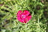  ( - UNKAR6669)  @11 [ ] CreativeCommons - Attribution Non-Commercial Share-Alike (2015) Thomas Horn Karlsruhe Institute of Technology, Botanical Garden