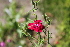  ( - UNKAR6669)  @11 [ ] CreativeCommons - Attribution Non-Commercial Share-Alike (2015) Thomas Horn Karlsruhe Institute of Technology, Botanical Garden