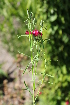  ( - UNKAR6669)  @11 [ ] CreativeCommons - Attribution Non-Commercial Share-Alike (2015) Thomas Horn Karlsruhe Institute of Technology, Botanical Garden