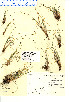  (Carex arctogena - CAN283963)  @11 [ ] Copyright (2008) Canadian Museum of Nature Unspecified