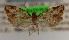  ( - KAA_DNA_00002)  @11 [ ] Copyright (2019) John Rawlins Carnegie Museum of Natural History