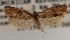  ( - KAA_DNA_00012)  @11 [ ] Copyright (2019) John Rawlins Carnegie Museum of Natural History