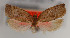  ( - KAA_DNA_00035)  @11 [ ] Copyright (2019) John Rawlins Carnegie Museum of Natural History