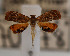  ( - KAA_DNA_00054)  @11 [ ] Copyright (2019) Vitor Becker Vitor O. Becker Collection