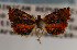  ( - KAA_DNA_00055)  @11 [ ] Copyright (2019) John Rawlins Carnegie Museum of Natural History
