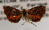  ( - KAA_DNA_00056)  @11 [ ] Copyright (2019) John Rawlins Carnegie Museum of Natural History