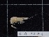  ( - CA1576)  @11 [ ] Copyright (2018) Valentin de Mazancourt Museum national d'histoire naturelle, Paris