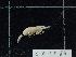  ( - CA1584)  @11 [ ] Copyright (2018) Valentin de Mazancourt Museum national d'histoire naturelle, Paris