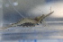  ( - CA1577)  @11 [ ] CreativeCommons - Attribution Share-Alike (2019) Unspecified Museum National d'Histoire Naturelle, Paris
