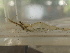  ( - CA1622)  @11 [ ] CreativeCommons - Attribution Share-Alike (2019) Unspecified Museum National d'Histoire Naturelle, Paris
