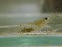  ( - CA1772)  @11 [ ] CreativeCommons - Attribution Share-Alike (2019) Unspecified Museum National d'Histoire Naturelle, Paris
