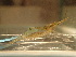  ( - CA1725)  @11 [ ] CreativeCommons - Attribution Share-Alike (2019) Unspecified Museum National d'Histoire Naturelle, Paris