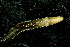  (Drawida barwelli - MART11759)  @11 [ ] CC-BY-NC (2022) Unspecified Mathieu Coulis, CIRAD, UPR GECO, F-97285 Le Lamentin, Martinique, France