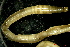  ( - MART11881)  @11 [ ] CC-BY-NC (2022) Unspecified Mathieu Coulis, CIRAD, UPR GECO, F-97285 Le Lamentin, Martinique, France