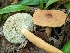  (Lactifluus volemus - CCDB-42548-H02)  @11 [ ] CreativeCommons - Attribution Non-Commercial Share-Alike (2023) W.D. Van Hemessen Western University